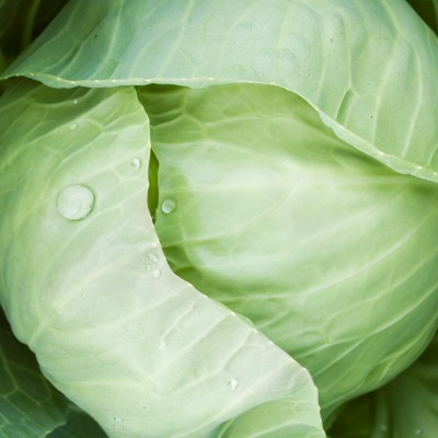 green cabbage leaves