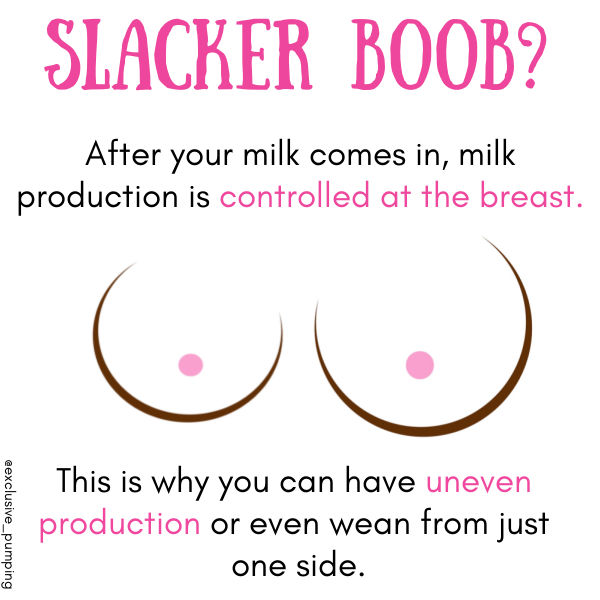 Illustration of two uneven breasts with text overlay Slacker Boob? After your milk comes in, milk production is controlled at the breast. This is why you can have uneven production or even wean from just one side. 