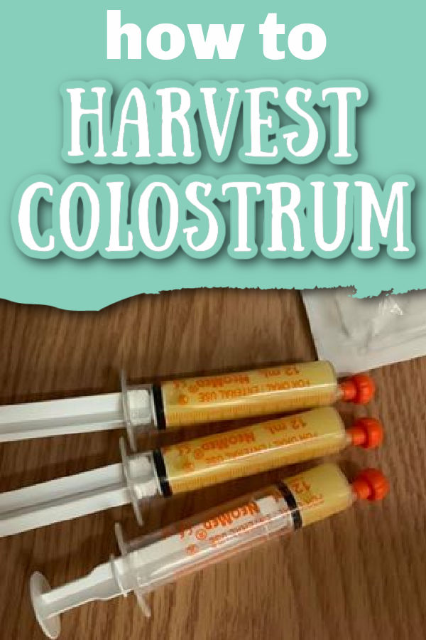 Three syringes holding colostrum sitting on a table with text overlay how to harvest colostrum